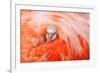 Caribbean flamingo chick peering from the wing of parent-Claudio Contreras-Framed Photographic Print