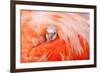 Caribbean flamingo chick peering from the wing of parent-Claudio Contreras-Framed Photographic Print