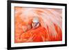 Caribbean flamingo chick peering from the wing of parent-Claudio Contreras-Framed Photographic Print