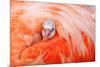 Caribbean flamingo chick peering from the wing of parent-Claudio Contreras-Mounted Photographic Print