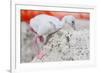 Caribbean flamingo chick returning to nest, Mexico-Claudio Contreras-Framed Photographic Print