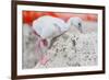 Caribbean flamingo chick returning to nest, Mexico-Claudio Contreras-Framed Photographic Print