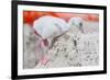 Caribbean flamingo chick returning to nest, Mexico-Claudio Contreras-Framed Photographic Print