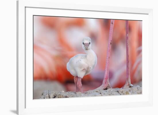 Caribbean flamingo chick, standing in nest, Yucatan, Mexico-Claudio Contreras-Framed Photographic Print