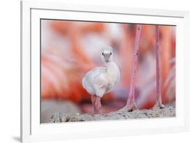 Caribbean flamingo chick, standing in nest, Yucatan, Mexico-Claudio Contreras-Framed Photographic Print