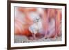 Caribbean flamingo chick, standing in nest, Yucatan, Mexico-Claudio Contreras-Framed Photographic Print