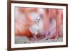 Caribbean flamingo chick, standing in nest, Yucatan, Mexico-Claudio Contreras-Framed Photographic Print