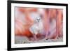 Caribbean flamingo chick, standing in nest, Yucatan, Mexico-Claudio Contreras-Framed Photographic Print