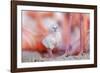 Caribbean flamingo chick, standing in nest, Yucatan, Mexico-Claudio Contreras-Framed Photographic Print