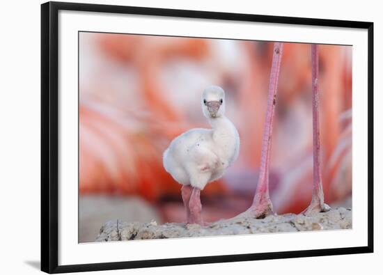 Caribbean flamingo chick, standing in nest, Yucatan, Mexico-Claudio Contreras-Framed Photographic Print