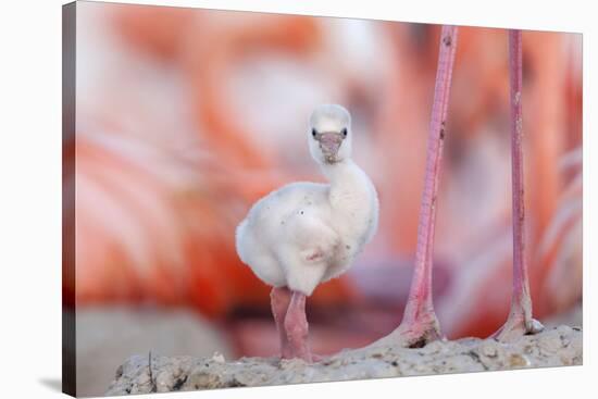 Caribbean flamingo chick, standing in nest, Yucatan, Mexico-Claudio Contreras-Stretched Canvas