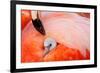 Caribbean flamingo chick under the wing of parent, Mexico-Claudio Contreras-Framed Photographic Print