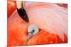 Caribbean flamingo chick under the wing of parent, Mexico-Claudio Contreras-Mounted Photographic Print