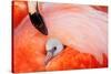 Caribbean flamingo chick under the wing of parent, Mexico-Claudio Contreras-Stretched Canvas