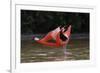 Caribbean flamingo courtship display, Yucatan, Mexico-Claudio Contreras-Framed Photographic Print