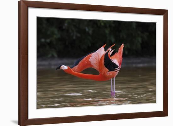 Caribbean flamingo courtship display, Yucatan, Mexico-Claudio Contreras-Framed Photographic Print