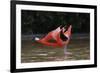 Caribbean flamingo courtship display, Yucatan, Mexico-Claudio Contreras-Framed Photographic Print