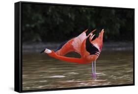 Caribbean flamingo courtship display, Yucatan, Mexico-Claudio Contreras-Framed Stretched Canvas