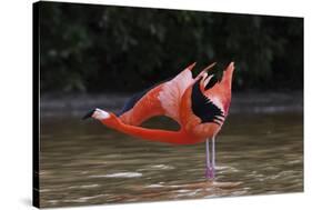 Caribbean flamingo courtship display, Yucatan, Mexico-Claudio Contreras-Stretched Canvas