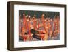 Caribbean flamingo courtship display, Yucatan, Mexico-Claudio Contreras-Framed Photographic Print