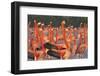 Caribbean flamingo courtship display, Yucatan, Mexico-Claudio Contreras-Framed Photographic Print