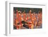 Caribbean flamingo courtship display, Yucatan, Mexico-Claudio Contreras-Framed Photographic Print