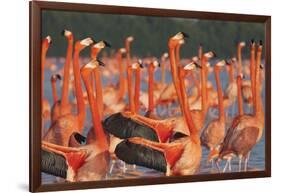 Caribbean flamingo courtship display, Yucatan, Mexico-Claudio Contreras-Framed Photographic Print