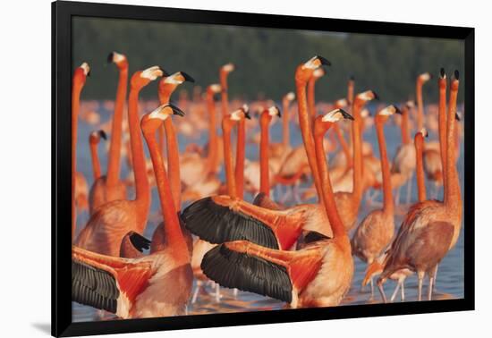 Caribbean flamingo courtship display, Yucatan, Mexico-Claudio Contreras-Framed Photographic Print