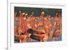 Caribbean flamingo courtship display, Yucatan, Mexico-Claudio Contreras-Framed Photographic Print