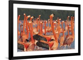 Caribbean flamingo courtship display, Yucatan, Mexico-Claudio Contreras-Framed Photographic Print