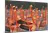 Caribbean flamingo courtship display, Yucatan, Mexico-Claudio Contreras-Mounted Photographic Print