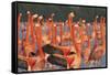 Caribbean flamingo courtship display, Yucatan, Mexico-Claudio Contreras-Framed Stretched Canvas