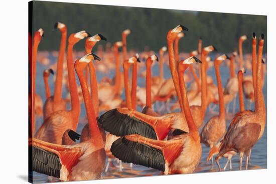Caribbean flamingo courtship display, Yucatan, Mexico-Claudio Contreras-Stretched Canvas