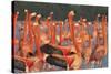 Caribbean flamingo courtship display, Yucatan, Mexico-Claudio Contreras-Stretched Canvas