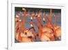 Caribbean flamingo courtship, Yucatan Peninsula, Mexico-Claudio Contreras-Framed Photographic Print