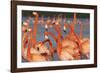 Caribbean flamingo courtship, Yucatan Peninsula, Mexico-Claudio Contreras-Framed Photographic Print