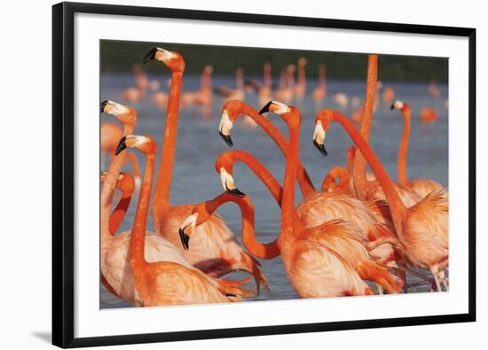 Caribbean flamingo courtship, Yucatan Peninsula, Mexico-Claudio Contreras-Framed Photographic Print