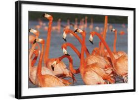 Caribbean flamingo courtship, Yucatan Peninsula, Mexico-Claudio Contreras-Framed Photographic Print