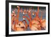 Caribbean flamingo courtship, Yucatan Peninsula, Mexico-Claudio Contreras-Framed Photographic Print