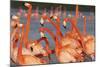 Caribbean flamingo courtship, Yucatan Peninsula, Mexico-Claudio Contreras-Mounted Photographic Print