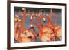 Caribbean flamingo courtship, Yucatan Peninsula, Mexico-Claudio Contreras-Framed Photographic Print