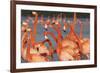 Caribbean flamingo courtship, Yucatan Peninsula, Mexico-Claudio Contreras-Framed Photographic Print