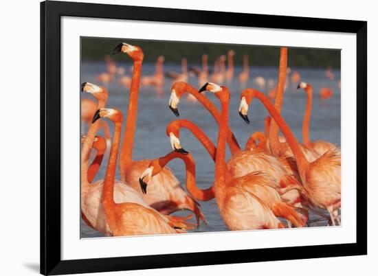 Caribbean flamingo courtship, Yucatan Peninsula, Mexico-Claudio Contreras-Framed Photographic Print