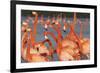 Caribbean flamingo courtship, Yucatan Peninsula, Mexico-Claudio Contreras-Framed Photographic Print