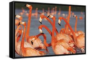 Caribbean flamingo courtship, Yucatan Peninsula, Mexico-Claudio Contreras-Framed Stretched Canvas