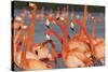 Caribbean flamingo courtship, Yucatan Peninsula, Mexico-Claudio Contreras-Stretched Canvas