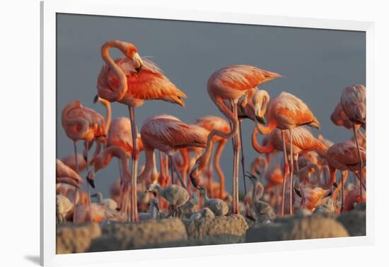 Caribbean flamingo feeding chick, Yucatan Peninsula, Mexico-Claudio Contreras-Framed Photographic Print