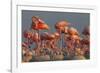 Caribbean flamingo feeding chick, Yucatan Peninsula, Mexico-Claudio Contreras-Framed Photographic Print