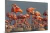 Caribbean flamingo feeding chick, Yucatan Peninsula, Mexico-Claudio Contreras-Mounted Photographic Print