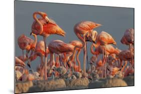 Caribbean flamingo feeding chick, Yucatan Peninsula, Mexico-Claudio Contreras-Mounted Photographic Print